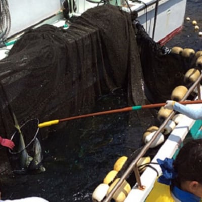 新鮮!魚料理が自慢のお宿「民宿はまけん」ペア宿泊・定置網漁体験付きプラン