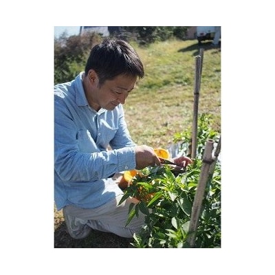 【テレビで紹介されました】熊野唐辛子ギフト8 一味唐辛子(プサジュエラ・プリッキーヌ)+ドレッシング