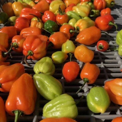 【テレビで紹介されました】熊野唐辛子ギフト14 一味唐辛子(プサジュエラ・プリッキーヌ・ハバネロ)