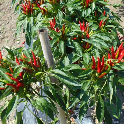 【テレビで紹介されました】熊野ドレッシング3本