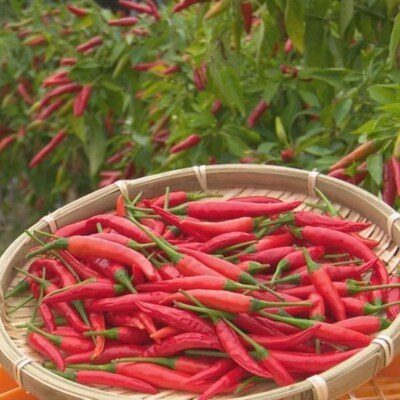 【テレビで紹介されました】熊野ドレッシング3本