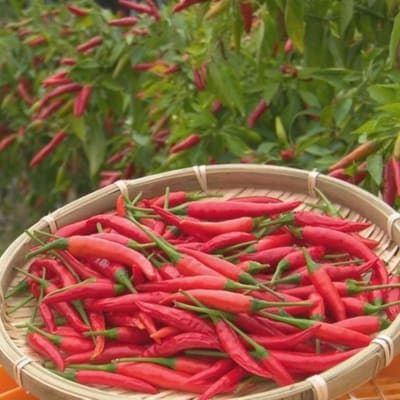 【テレビで紹介されました】熊野ドレッシング3本