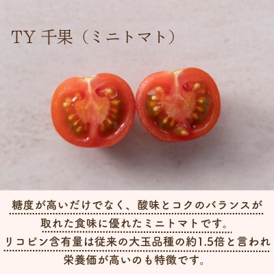 【先行受付】熊野薬草園のミニトマト(1.2kg) トマト ミニトマト 熊野