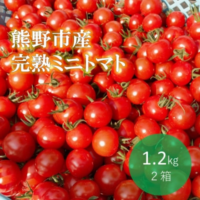 熊野薬草園のミニトマト(1.2kg×2箱) トマト 熊野
