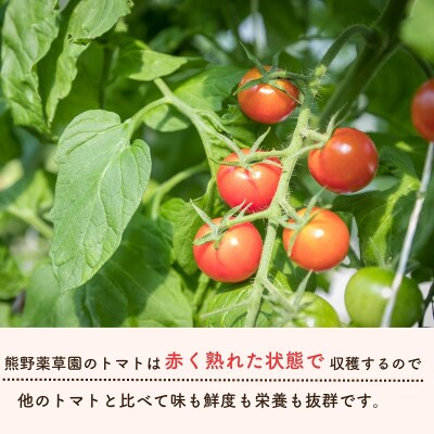 熊野薬草園のミニトマト(1.2kg×2箱) トマト 熊野