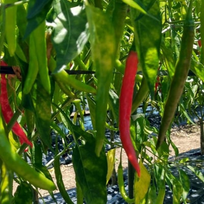 【テレビで紹介されました】熊野生唐辛子 150ml×1本 希少 国産唐辛子