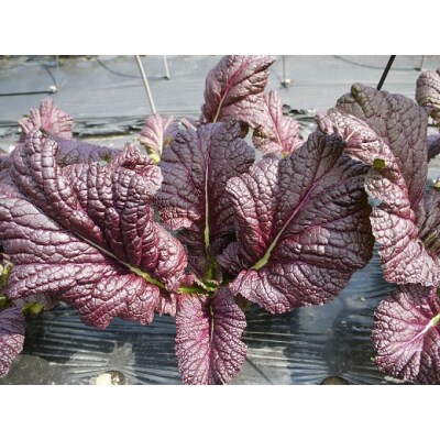 熊野特産　たかな漬 「めはり用」 含む 3種各3袋セット 【化粧箱入り】