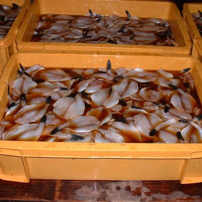 ふぐ味醂干し 独自調合 自社釜にて焚き上げた味醂ダレ使用 魚作商店