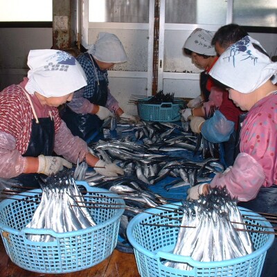 さんま丸干し 20本 魚作商店 3代目の丸干し製法