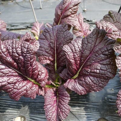熊野特産　たかな漬け 古漬け100g×5袋 【化粧箱入り】