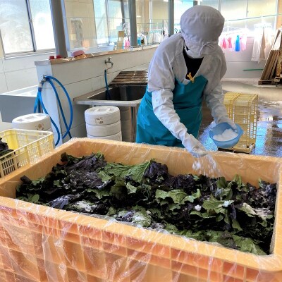 熊野特産 たかな漬「めはり」100g×5袋 古漬け100g×5袋 【化粧箱入り】