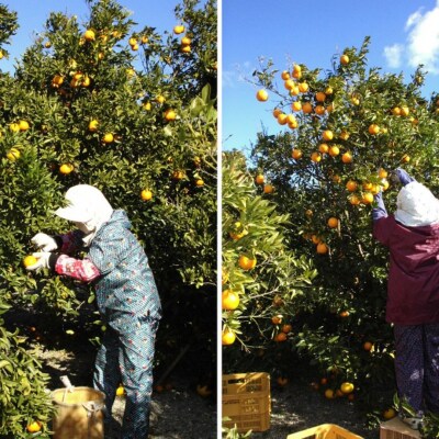 13.自然塾　柑橘100%まるごと絞りジュース　2本入り