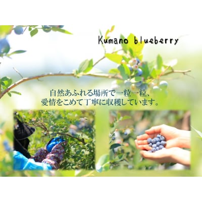 くまのブルーベリー(生果) 600g 熊野精工 熊野 果物 フルーツ
