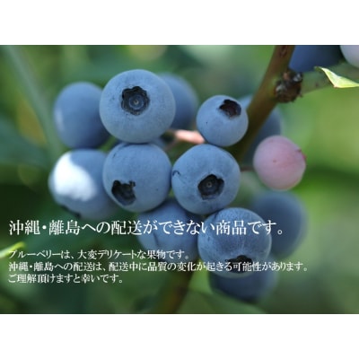 くまのブルーベリー(生果) 600g 熊野精工 熊野 果物 フルーツ