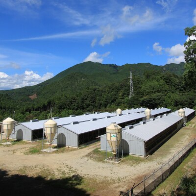 小分けタイプ!熊野地鶏肝セット～1kg以上～