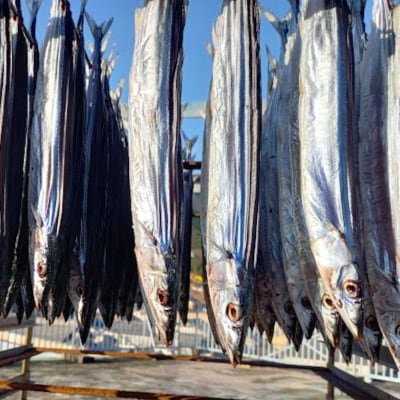 【寒作り】さんま丸干し 10本入り