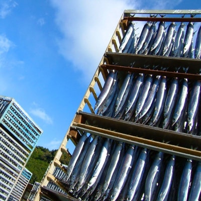 【寒作り】さんま丸干し 10本入り