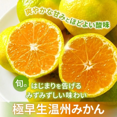 【2026年9月下旬ごろから順次発送予定】金山パイロットファームの温州みかん3kg(極早生・青切り)