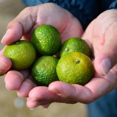 【雑誌掲載】光文社アワード受賞 熊野と香る柑橘胡椒(1本) 新姫 国産唐辛子