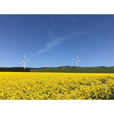 【青森県産】澤谷養蜂園　自家採取国産はちみつギフトAセット(アカシア・とち・うつぎ180g各1本)