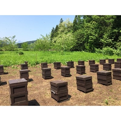 【青森県産】澤谷養蜂園　自家採取国産はちみつギフトAセット(アカシア・とち・うつぎ180g各1本)