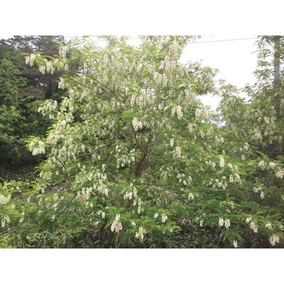 【青森県産】澤谷養蜂園　自家採取国産はちみつギフトBセット(アカシア・とち　420g各1本)