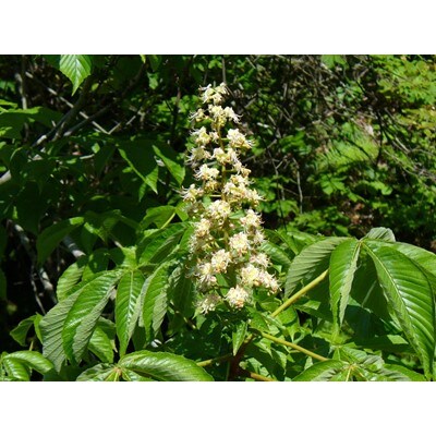 【青森県産】澤谷養蜂園　自家採取国産はちみつギフトBセット(アカシア・とち　420g各1本)