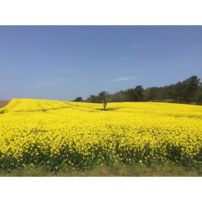 【青森県横浜町産】澤谷養蜂園　自家採取 国産菜の花結晶はちみつ850g(新蜜)◆非加熱