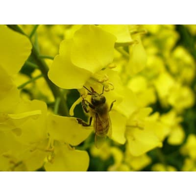 【青森県横浜町産】澤谷養蜂園　自家採取 国産菜の花結晶はちみつ850g(新蜜)◆非加熱