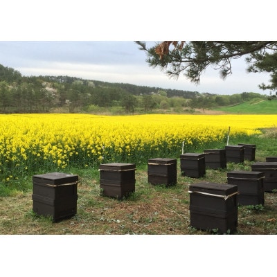 【青森県横浜町産】自家採取　国産菜の花結晶はちみつ420g (新蜜)　非加熱蜂蜜