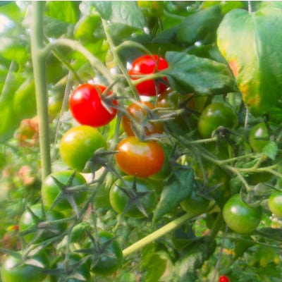 青森県横浜町産トマトジュース　180ml　4本