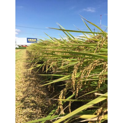 令和2年産愛知産弥富市産コシヒカリ10kg 2袋