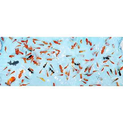 愛知県弥富市の金魚すくいフェイスタオル