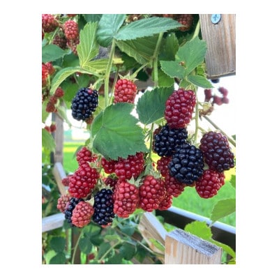 ブラックベリージャム3個入