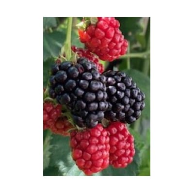 ブラックベリージャム3個入