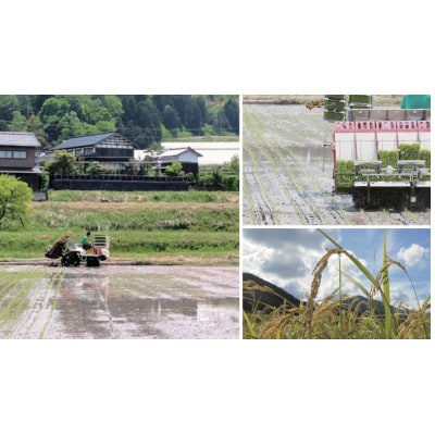 令和7年米　京都与謝野町産コシヒカリ「京の豆っこ米」玄米10kg×1袋　【誠武農園】 農家直送