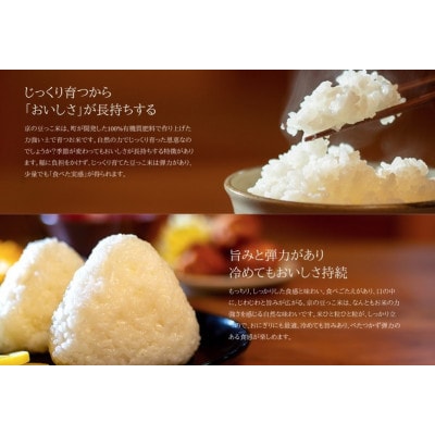 【先行受付】令和8年新米　数量限定　京都与謝野町産コシヒカリ「京の豆っこ米」玄米10kg×2袋