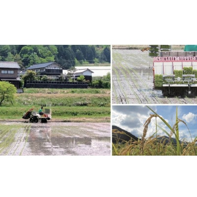 【先行受付】令和8年新米　数量限定　京都与謝野町産コシヒカリ「京の豆っこ米」玄米10kg×2袋