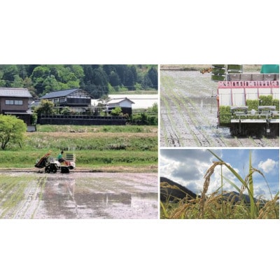 【先行受付】令和8年新米　数量限定　京都与謝野町産コシヒカリ「京の豆っこ米」玄米10kg×3袋