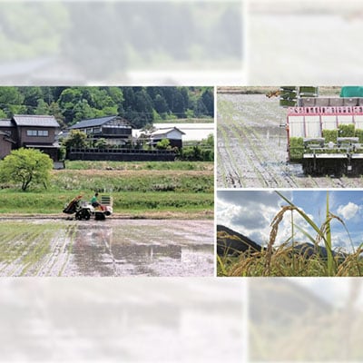 【先行受付】令和8年新米　数量限定　京都与謝野町産コシヒカリ「京の豆っこ米」玄米10kg×3袋