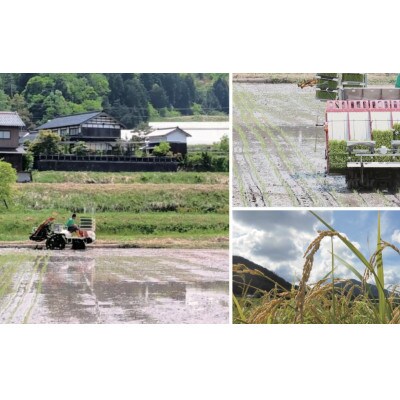 【毎月定期便】京都府与謝野町産「豆っこコシヒカリ」精米10kg　環境に優しく、美味しいお米全6回