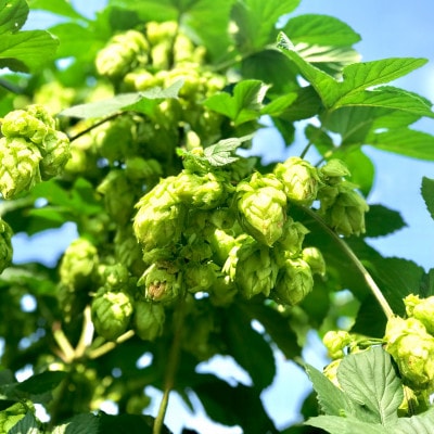 【国産生ホップ使用】クラフトビール ASOBI(アソビ) 5本セット 京都府与謝野町 ペールエール