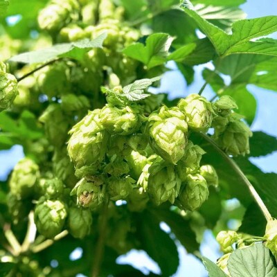 【国産生ホップ使用】クラフトビール ASOBI(アソビ) 10本セット 京都府与謝野町 ペールエール