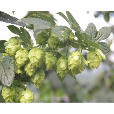 【与謝野町ホップ株主制度】育てて飲むクラフトビール体験　町内醸造限定ビール付き(現地参加型)　1株