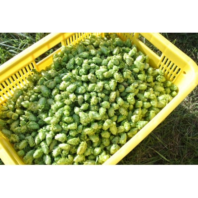 【与謝野町ホップ株主制度】育てて飲むクラフトビール体験　町内醸造限定ビール付き(現地参加型)　1株