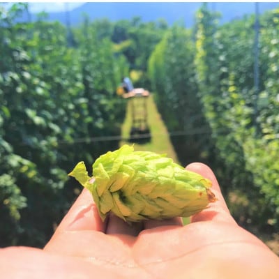 【毎月定期便】【京都ハンナリーズ コラボラベル】ASOBI　350ml×24本クラフトビール全3回