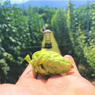 【毎月定期便】【京都ハンナリーズ コラボラベル】ASOBI 350ml×6本 クラフトビール全3回