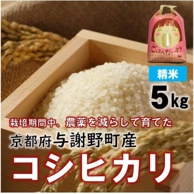 令和7年産米　京都丹後産コシヒカリ　精米5kg　栽培期間中、農薬を減らして育てたお米　農家直送