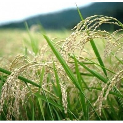 先行受付　R7年産新米　京都丹後産コシヒカリ　精米5kg　栽培期間中、農薬を減らして育てたお米