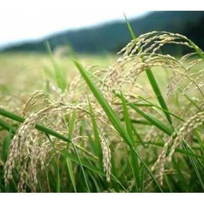 先行受付　R7年産新米　京都丹後産コシヒカリ　精米2kg　栽培期間中、農薬を減らして育てたお米
